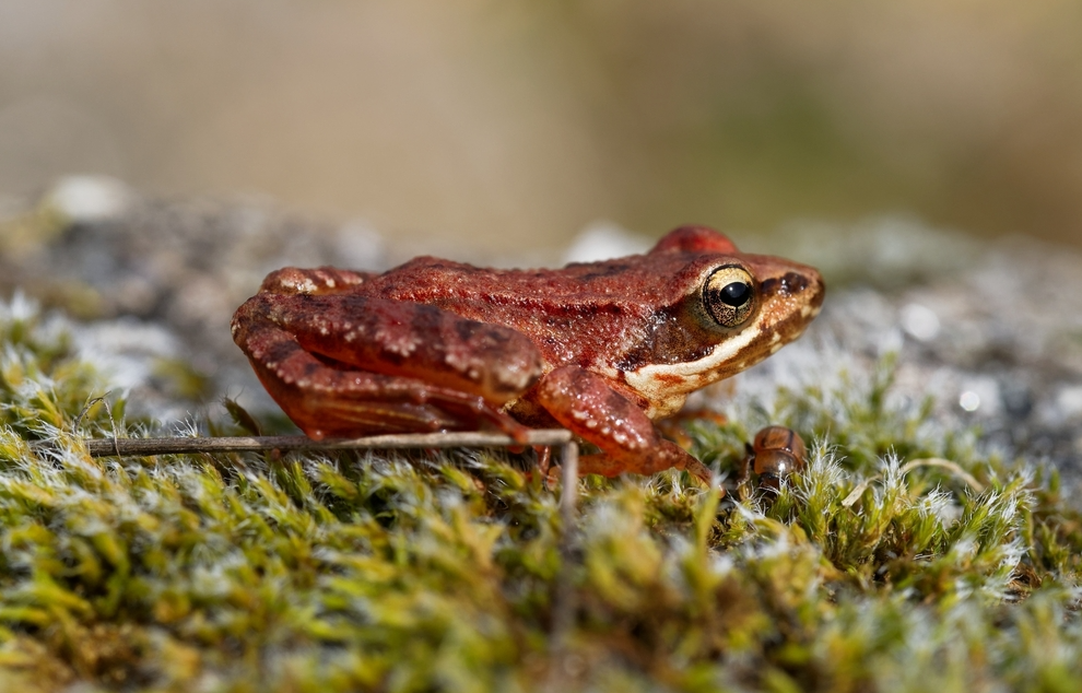 Iberian_Frog