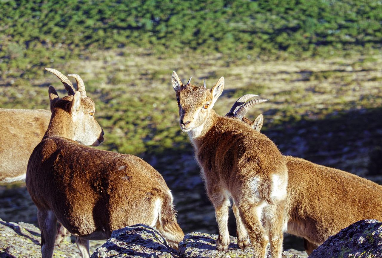 Iberian_Ibex