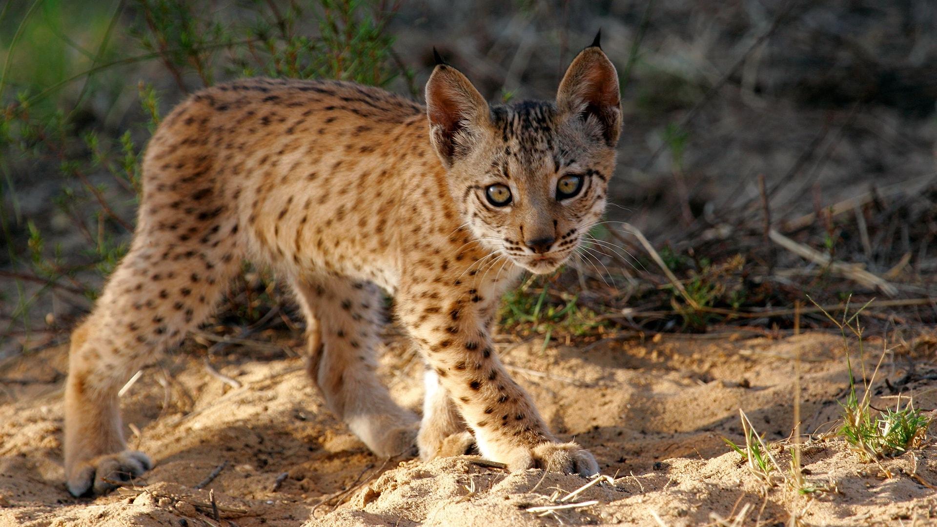 Iberian_Lynx