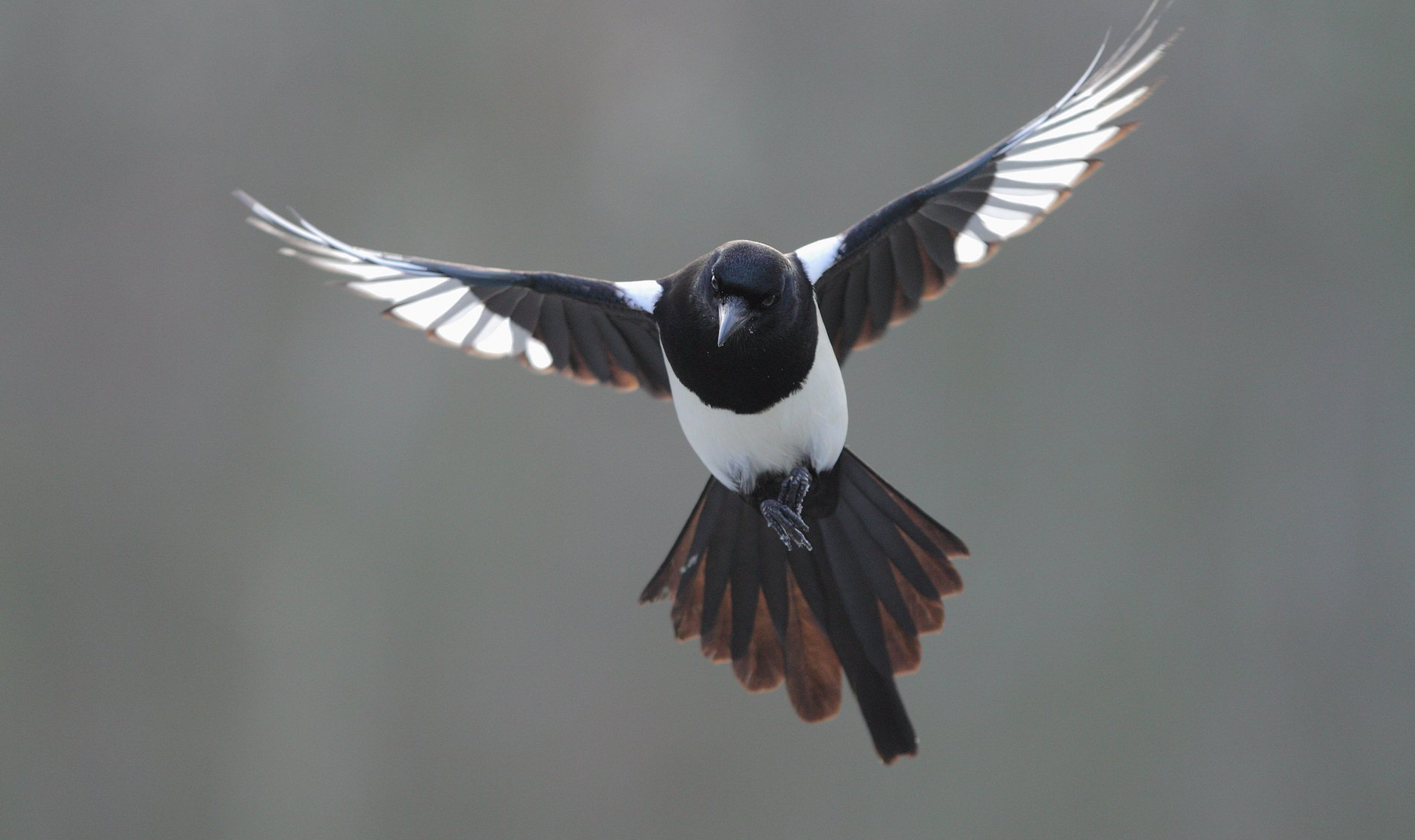 Iberian_Magpie