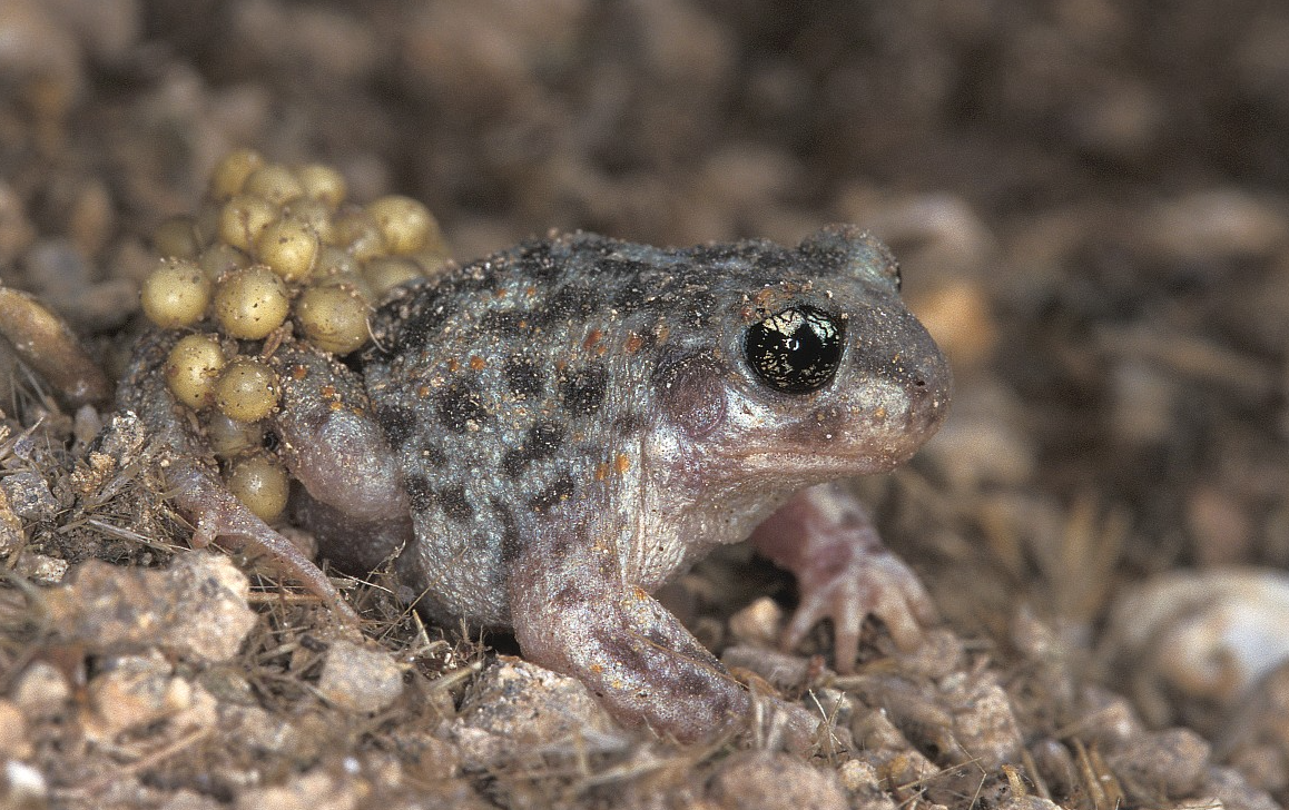 Iberian_Midwife_Toad