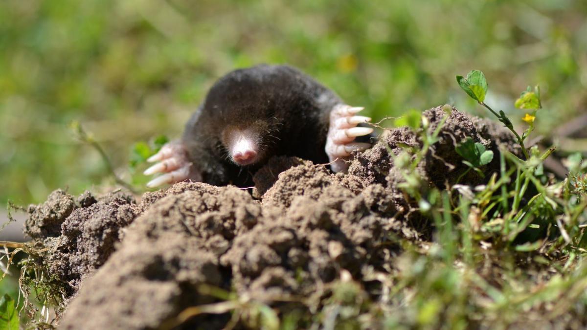 Iberian_Mole