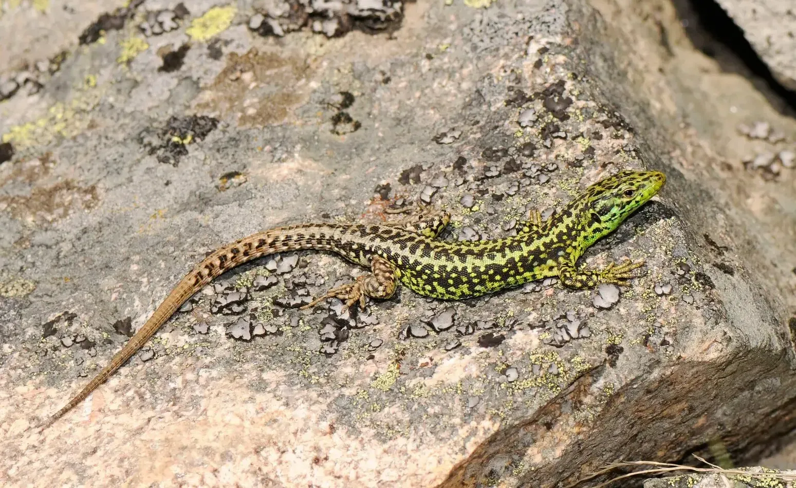 Iberian_Rock_Lizard