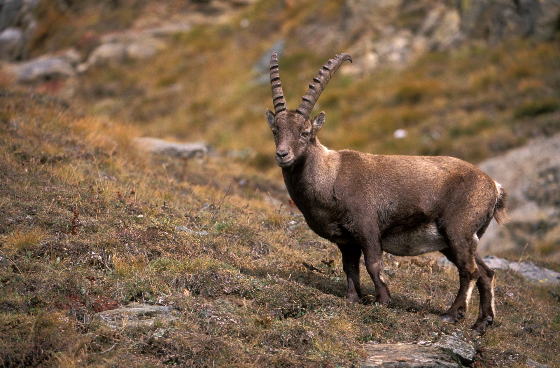 Ibex