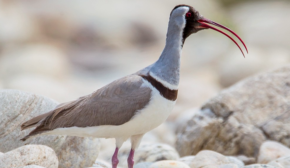 Ibisbill