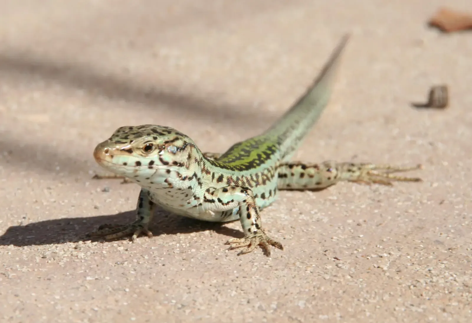 Ibiza_Wall_Lizard