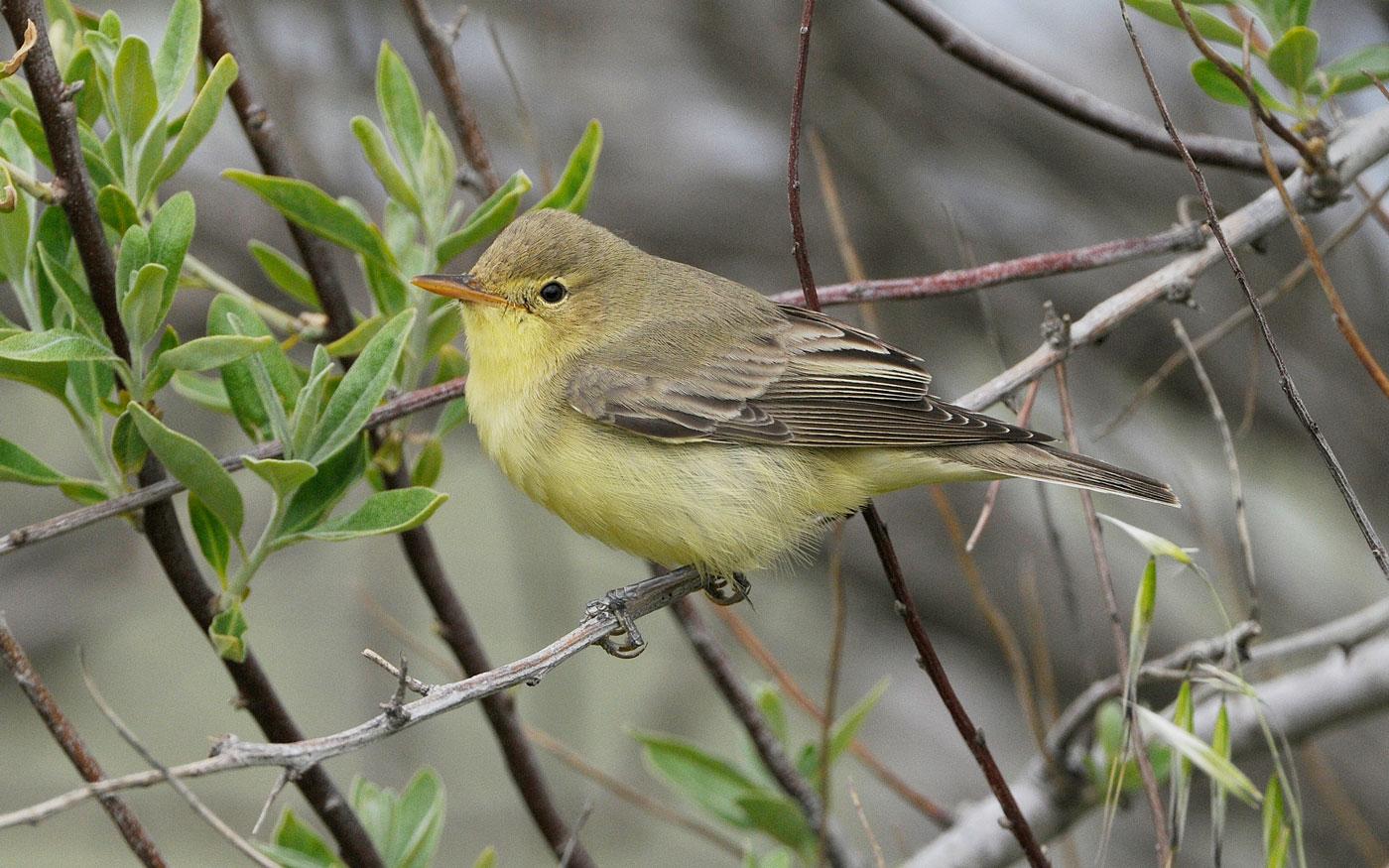 Icterine_Warbler