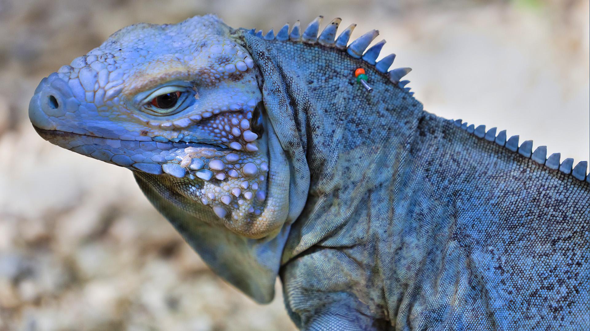 Iguana_Blue