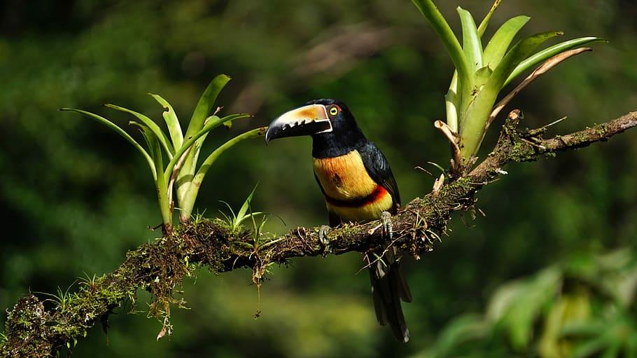 Inca_Aracari