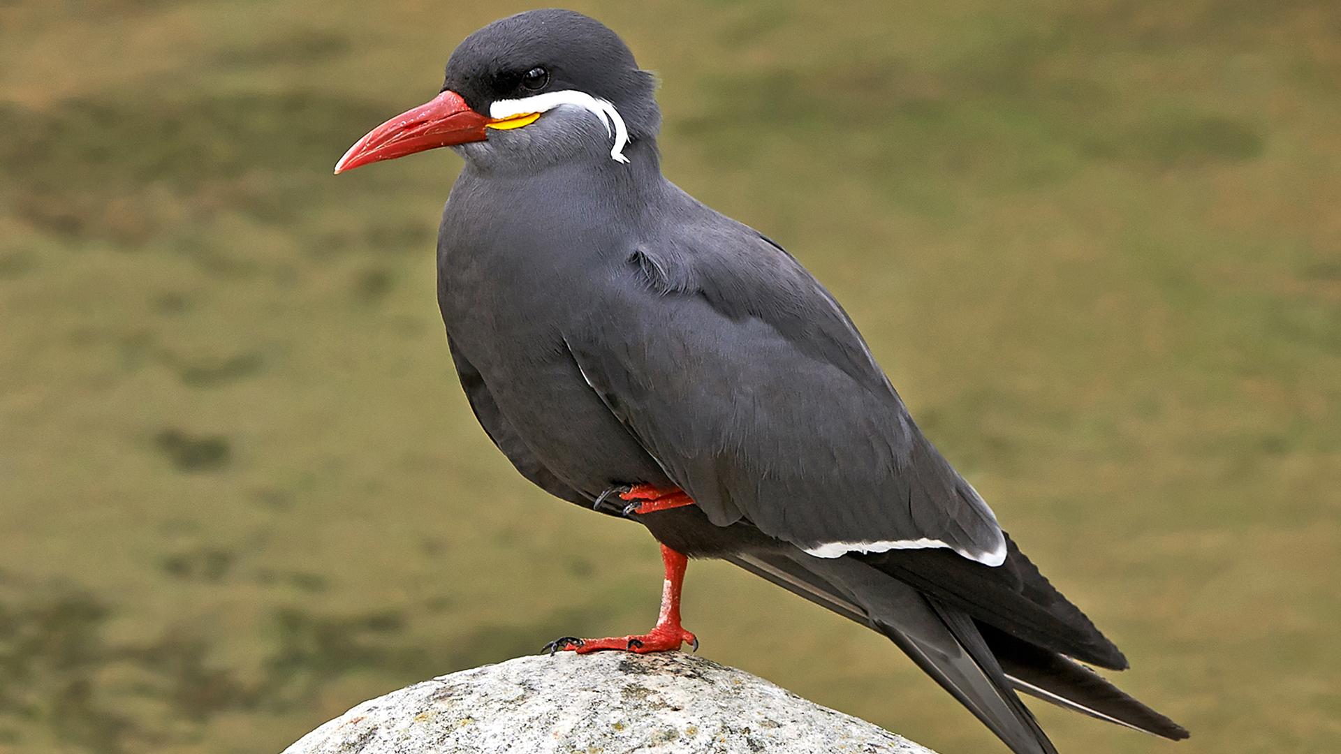 Inca_Tern