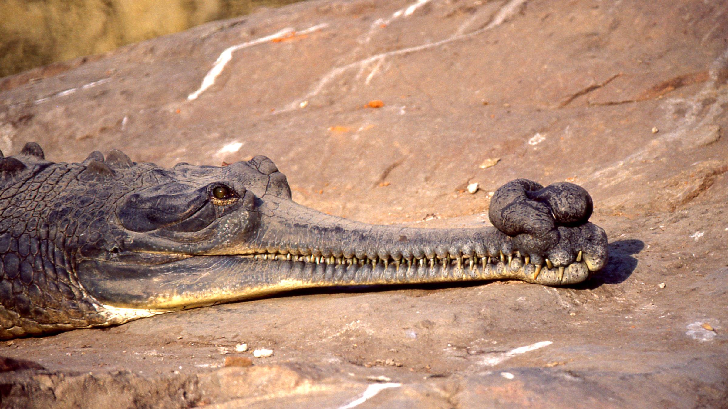 Indian_Gharial