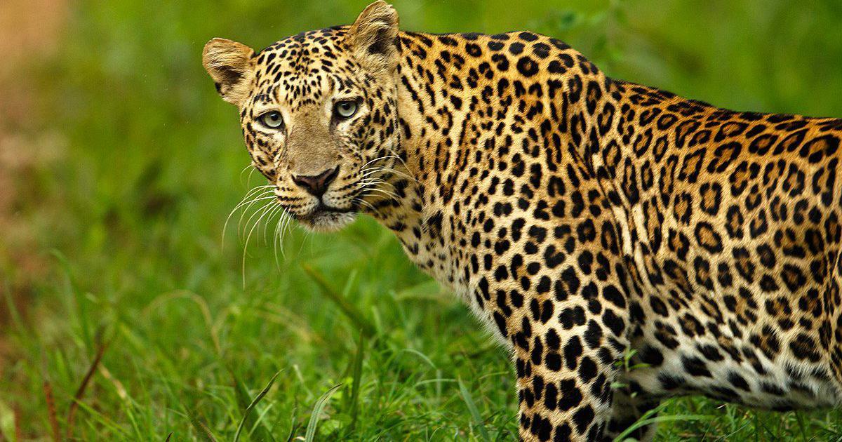 Indian_Leopard