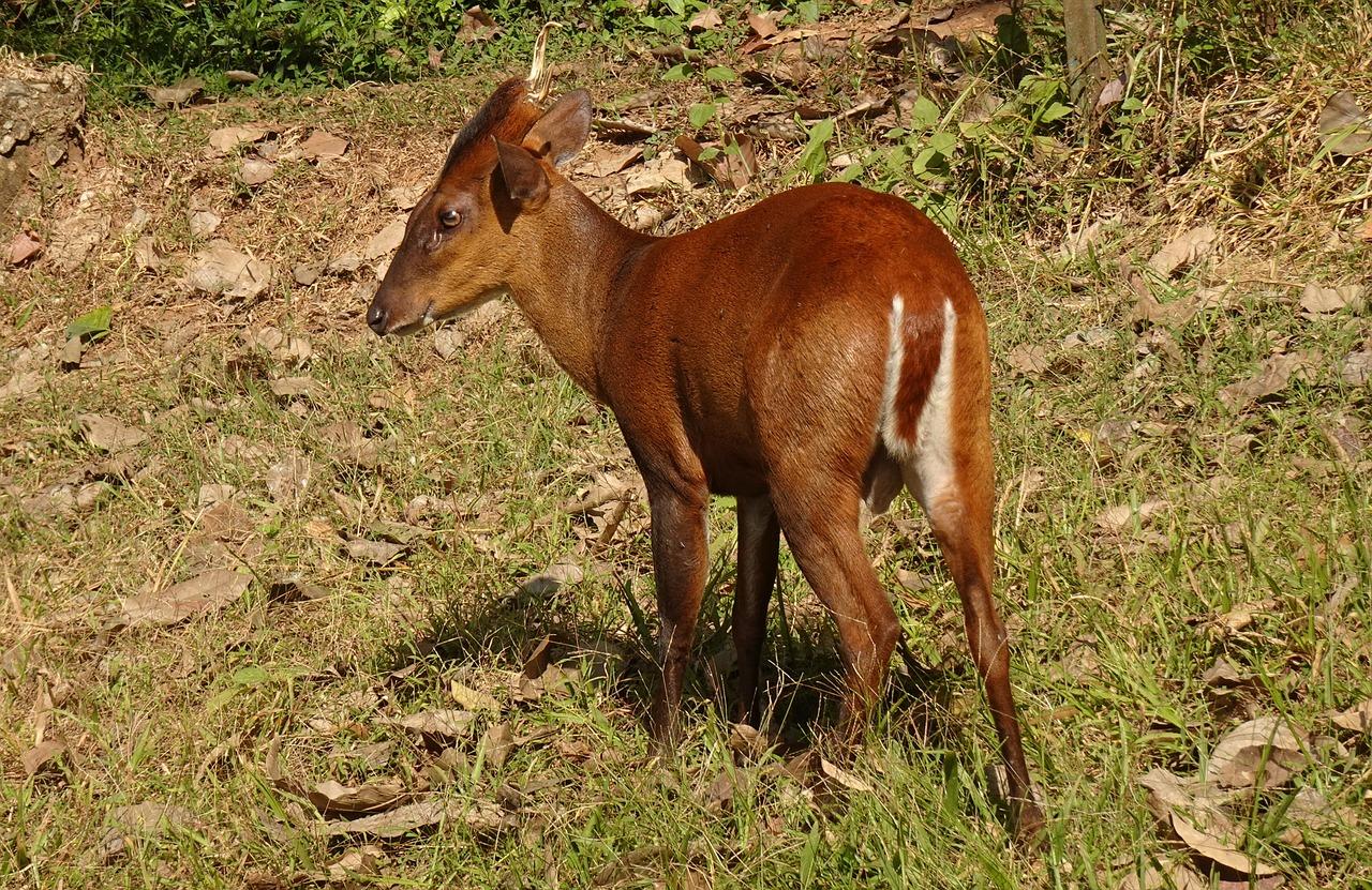 Indian_Muntjac