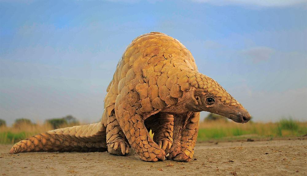 Indian_Pangolin