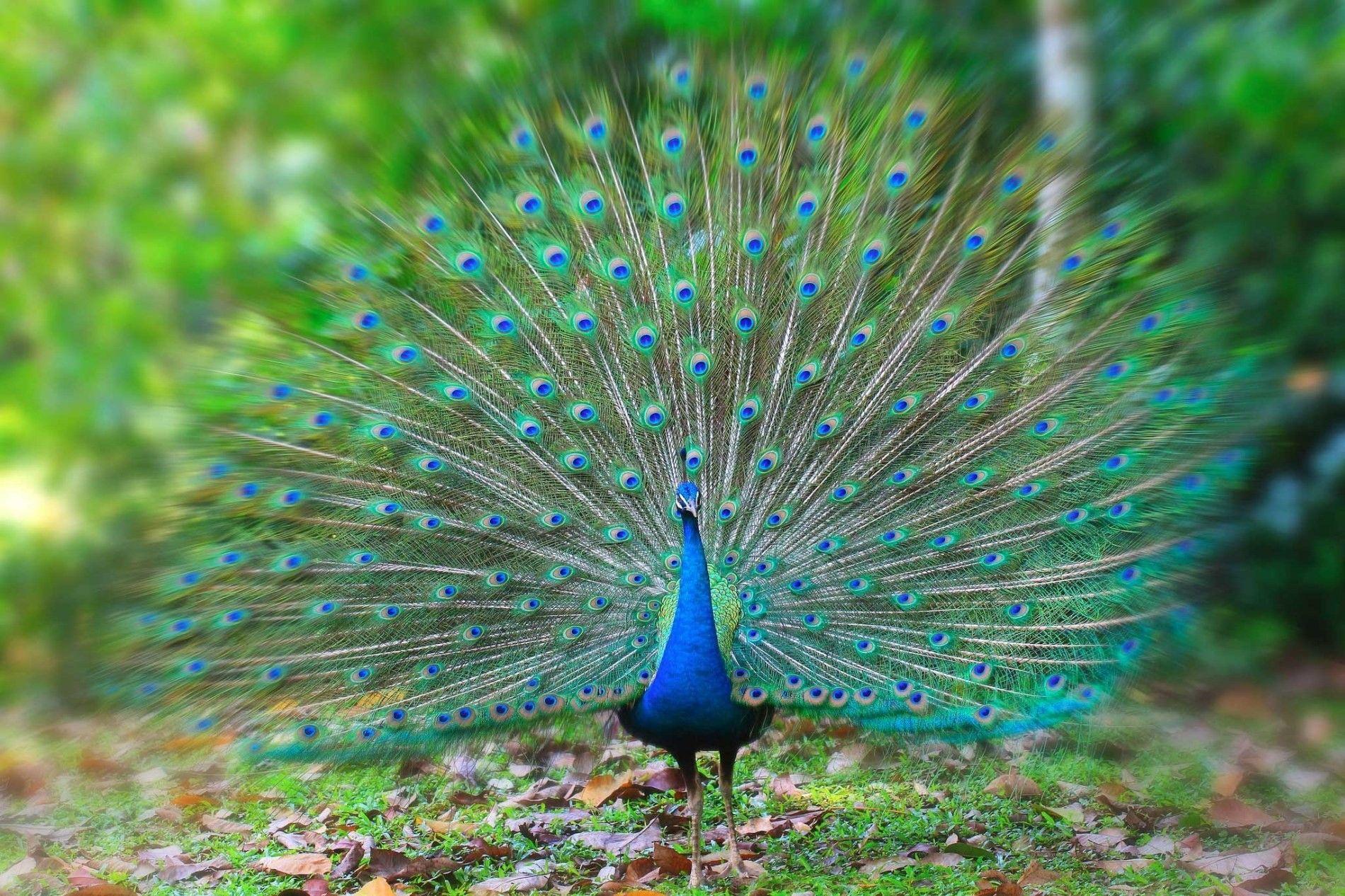 Indian_Peafowl