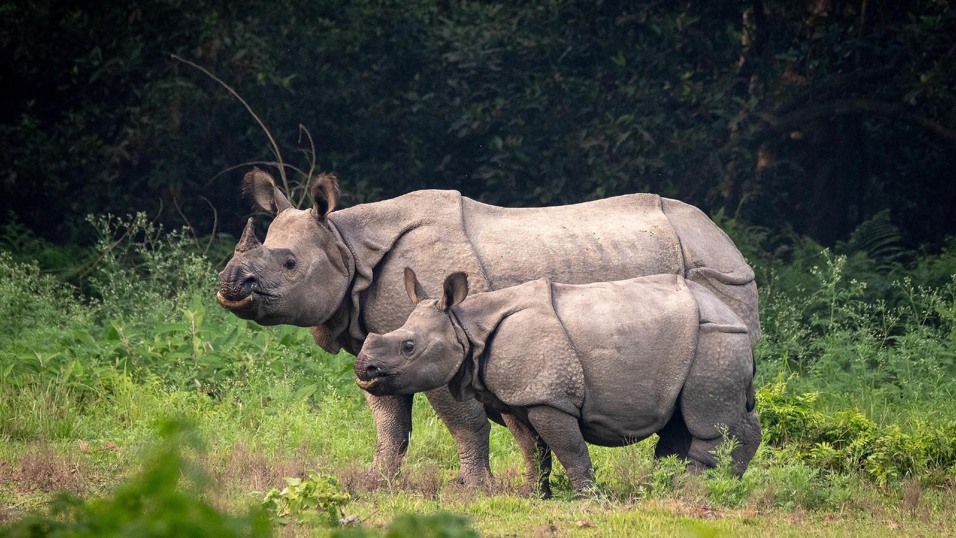 Indian_Rhino