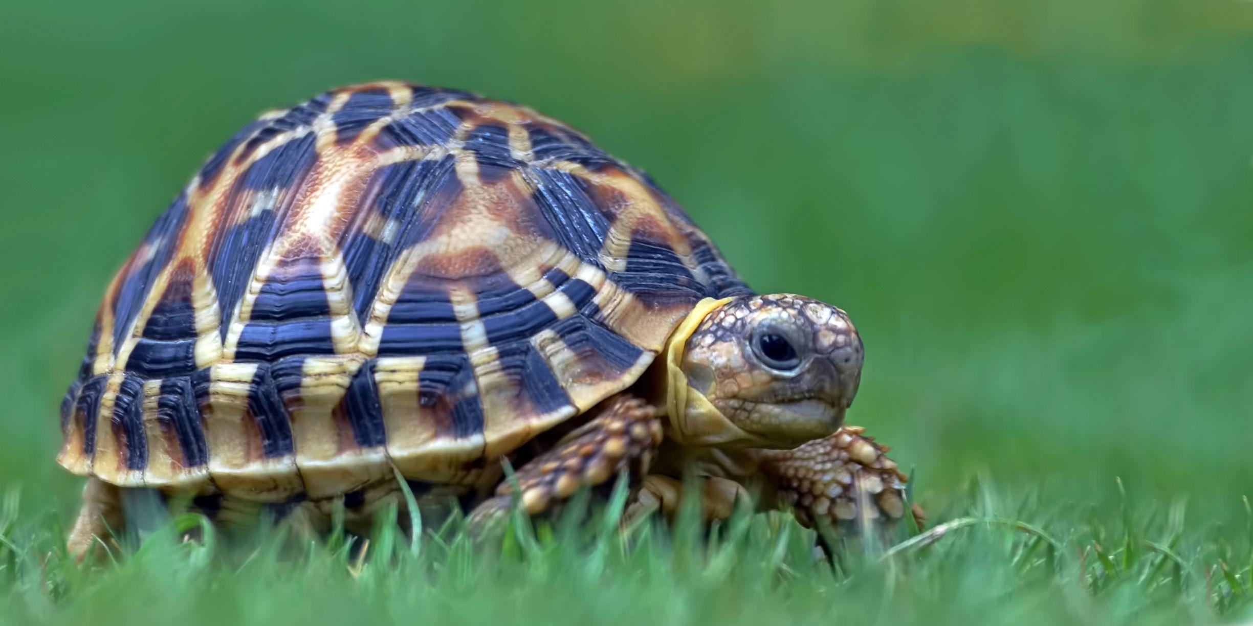 Indian_Star_Tortoise