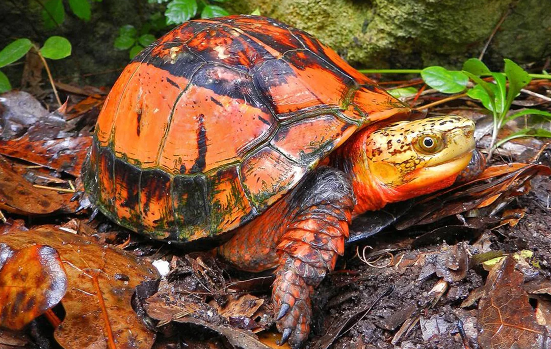 Indochinese_Box_Turtle