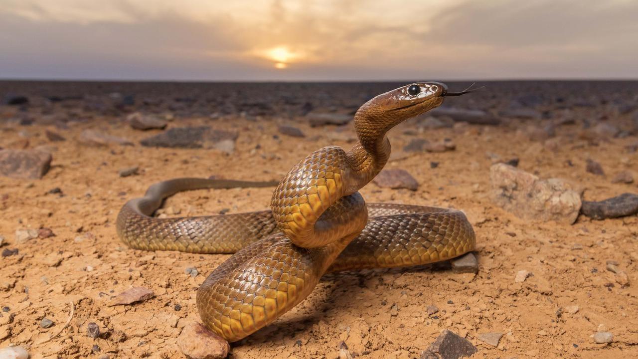 Inland_Taipan