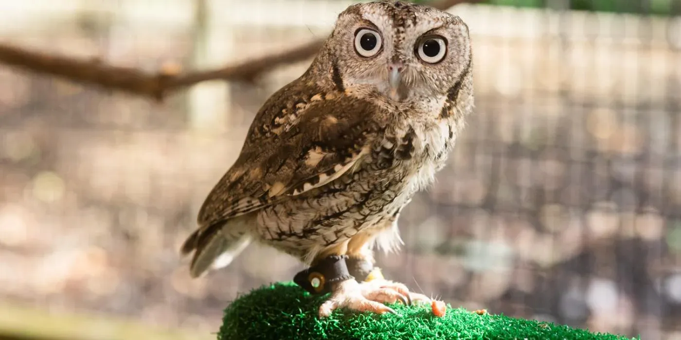 Iquaque_Screech_Owl