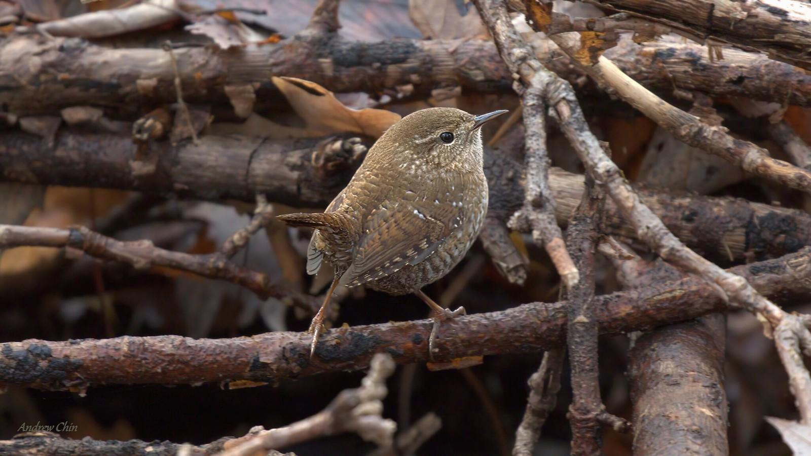 Island_Wren