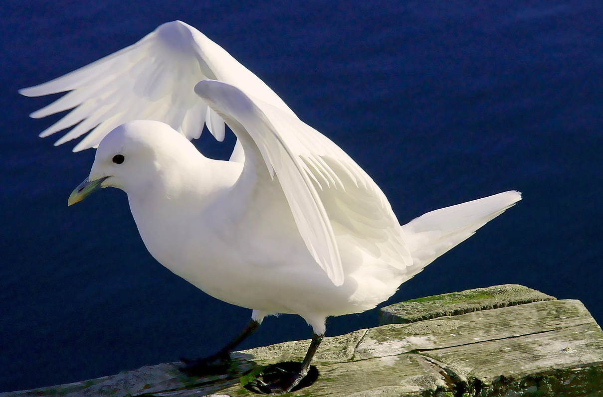 Ivory_Gull