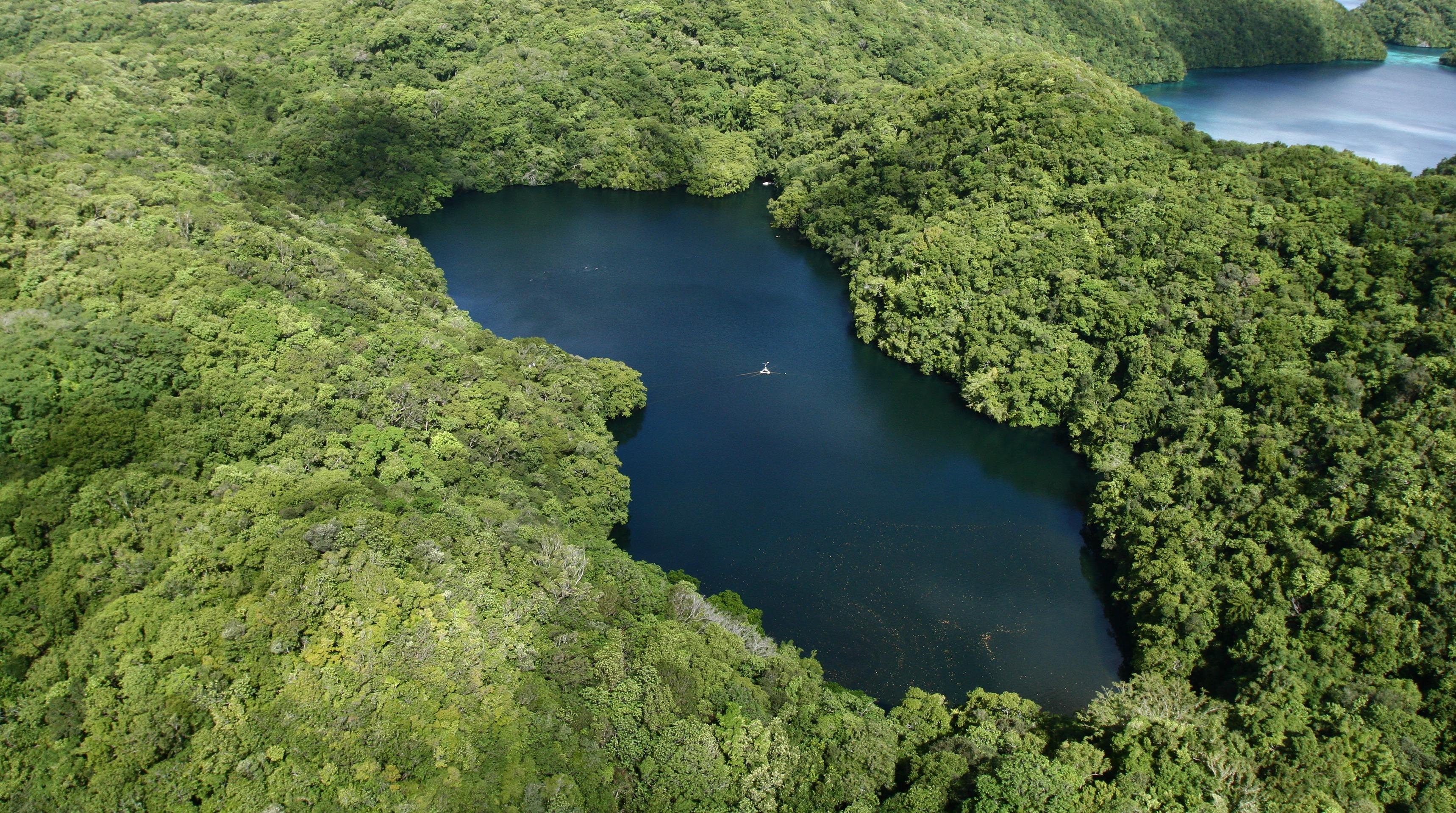 Jellyfish_Lake_Palau