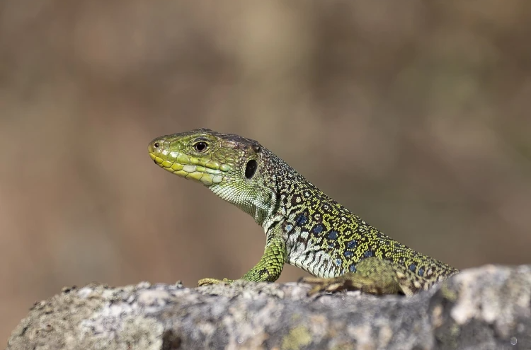 Ocellated_Lizard