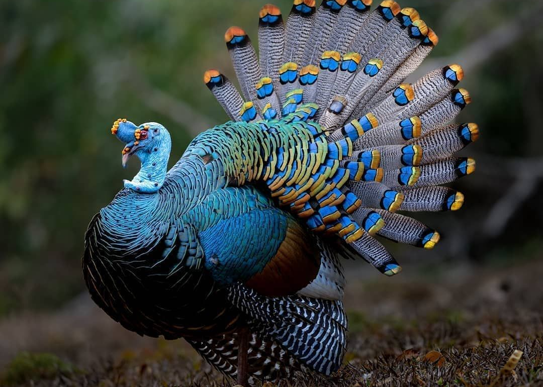 Ocellated_Turkey