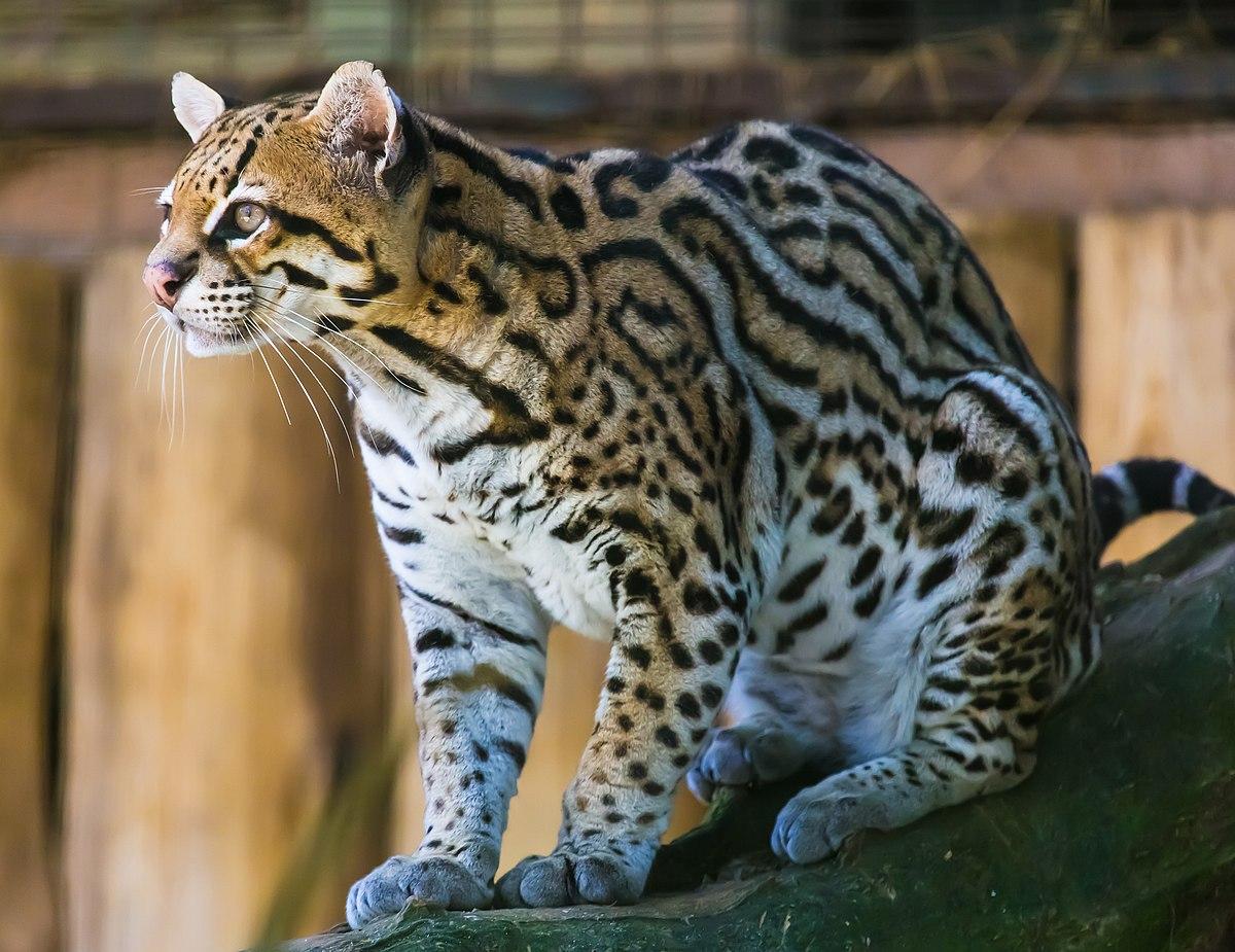 Ocelot