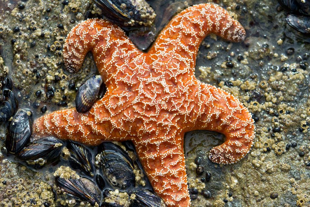 Ochre_Sea_Star