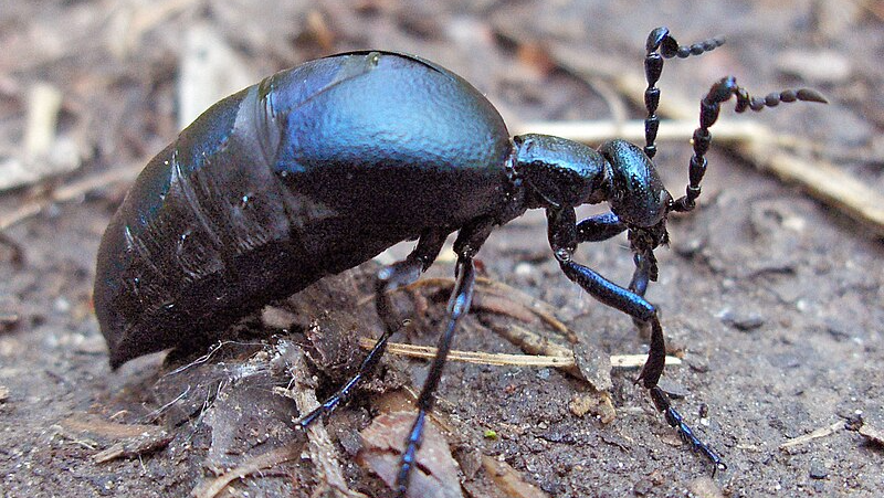 Oil_Beetle