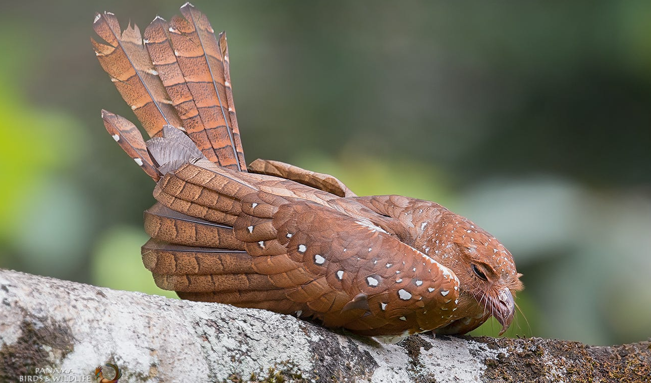 Oilbird