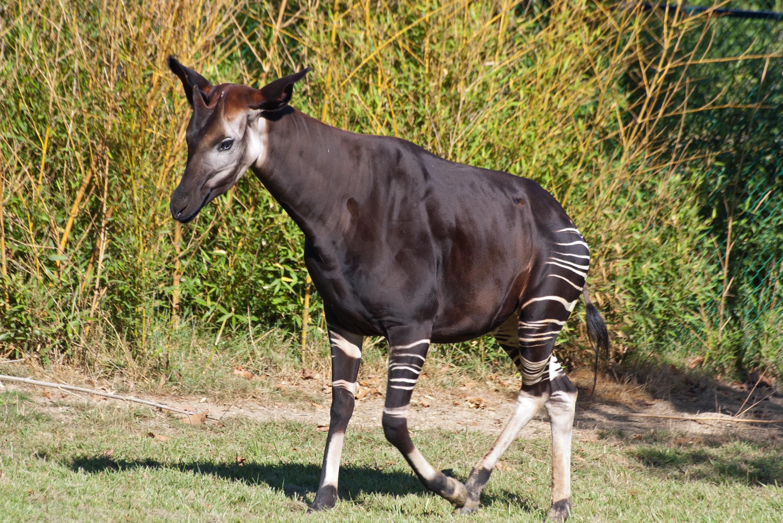 Okapi