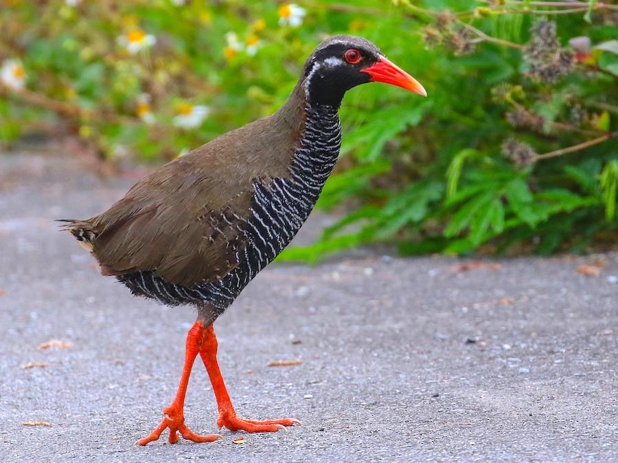 Okinawa_Rail