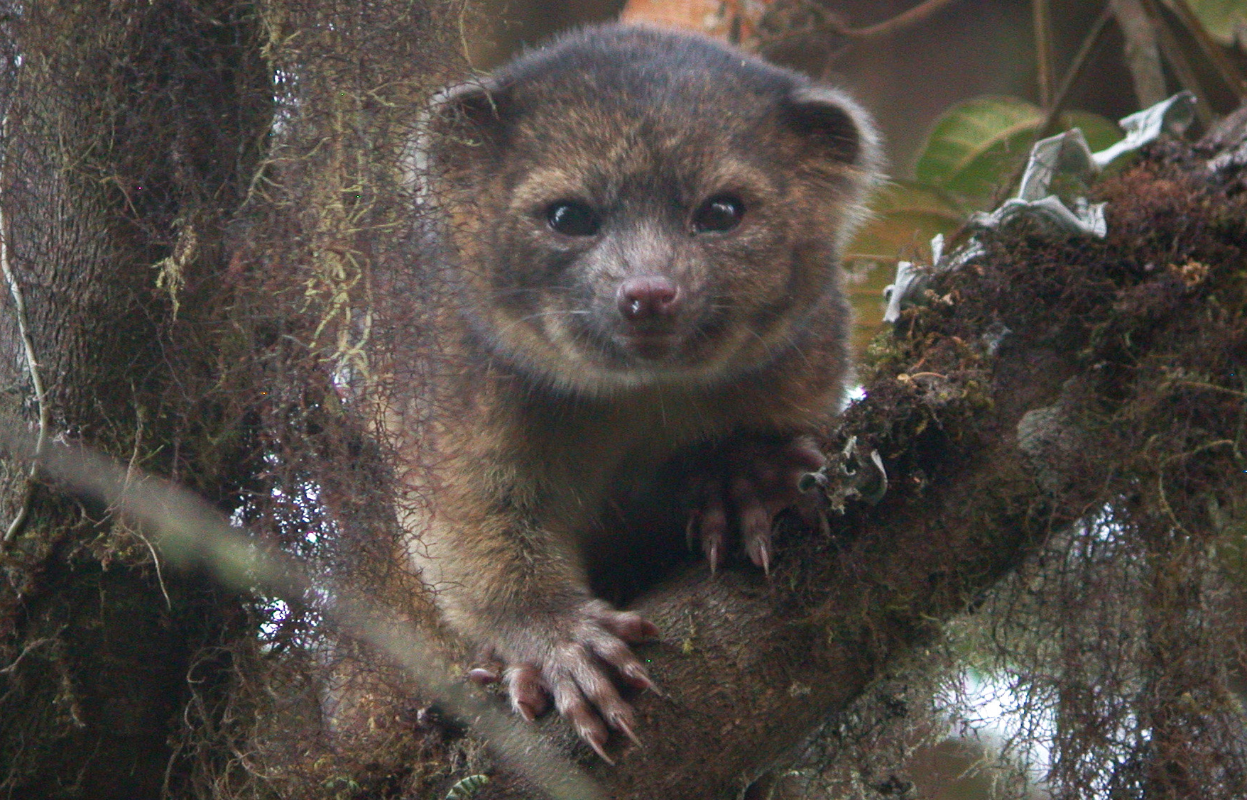 Olinguito