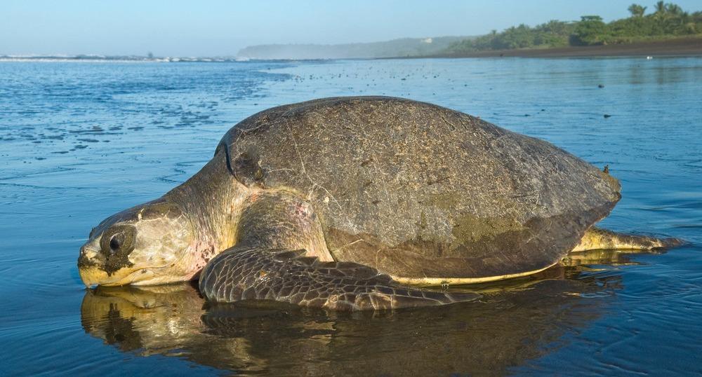 Olive_Ridley_Sea_Turtle