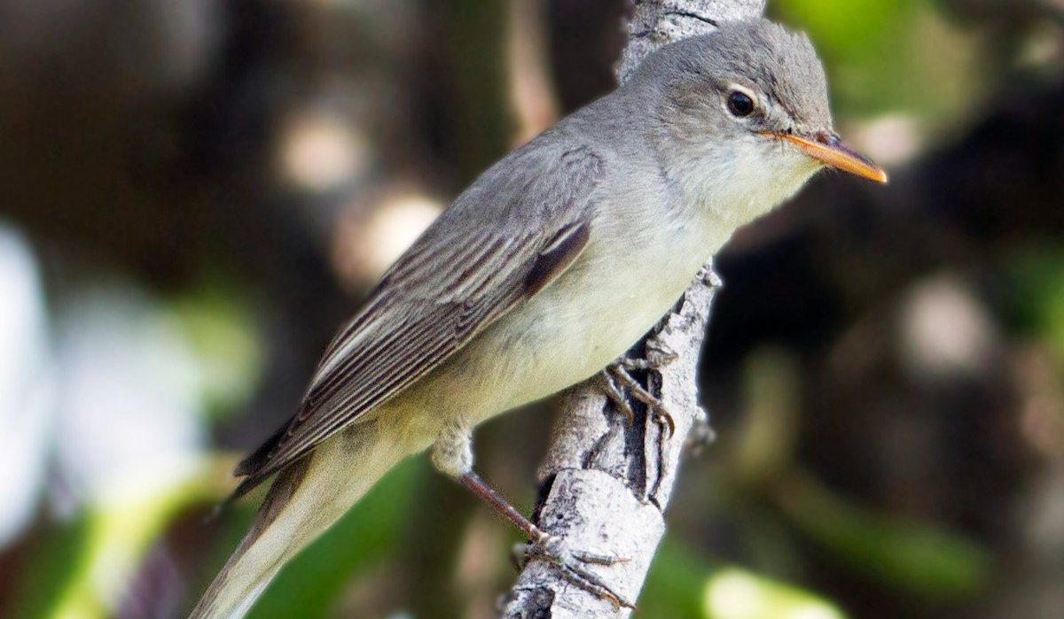 Olive_Tree_Warbler