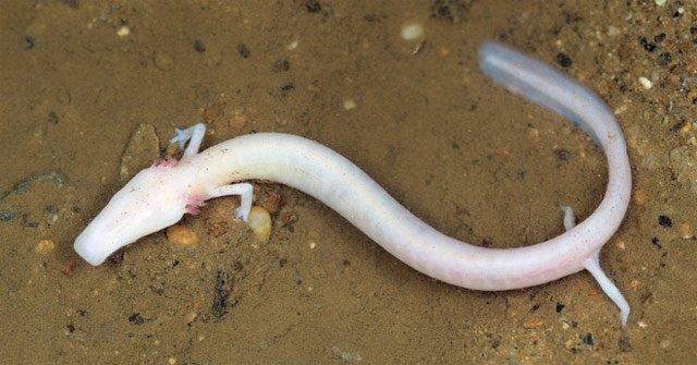 Olm