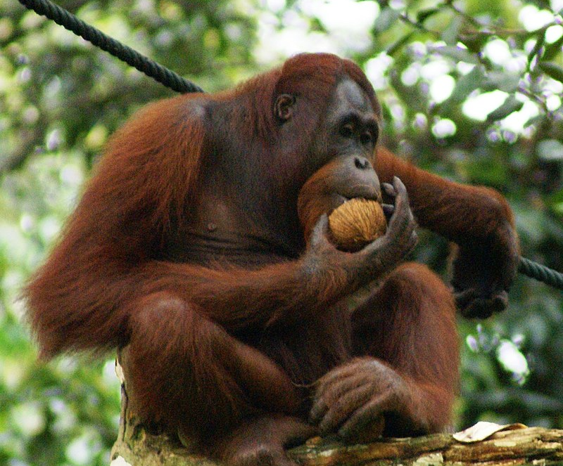 Orangutan