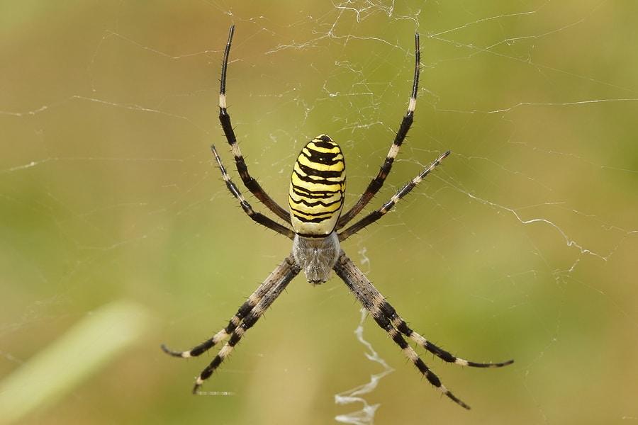 Orb-weaver_Spider