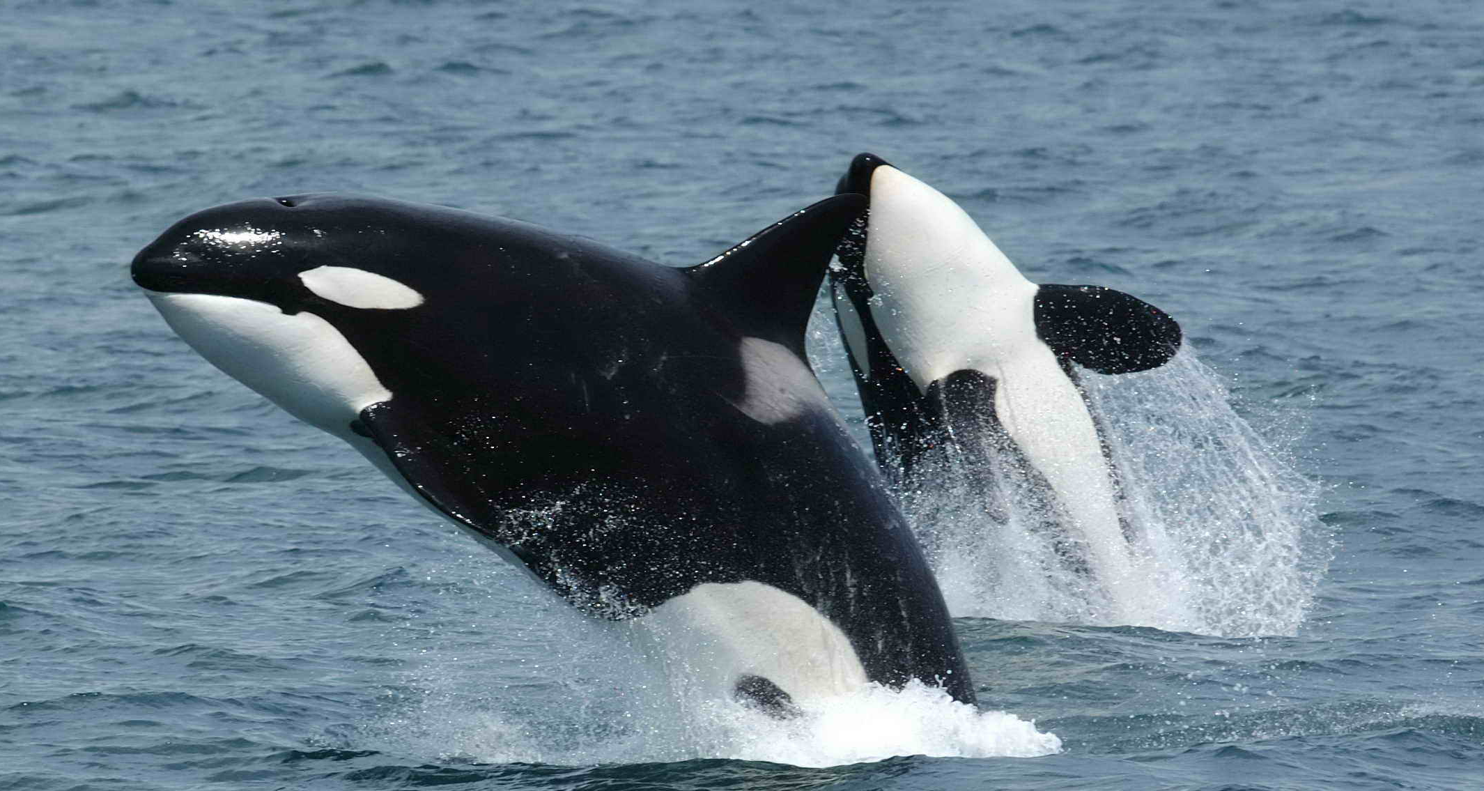 Orca_Killer_Whale