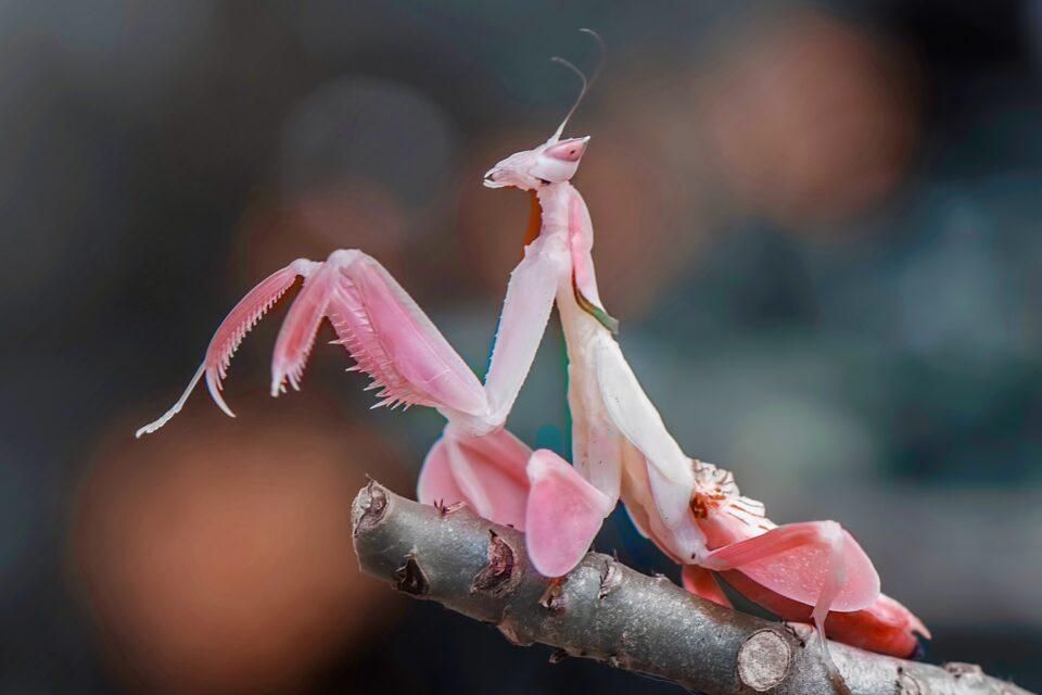 Orchid_Mantis