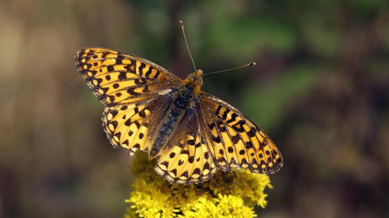 Oregon_Silverspot_Butterfly