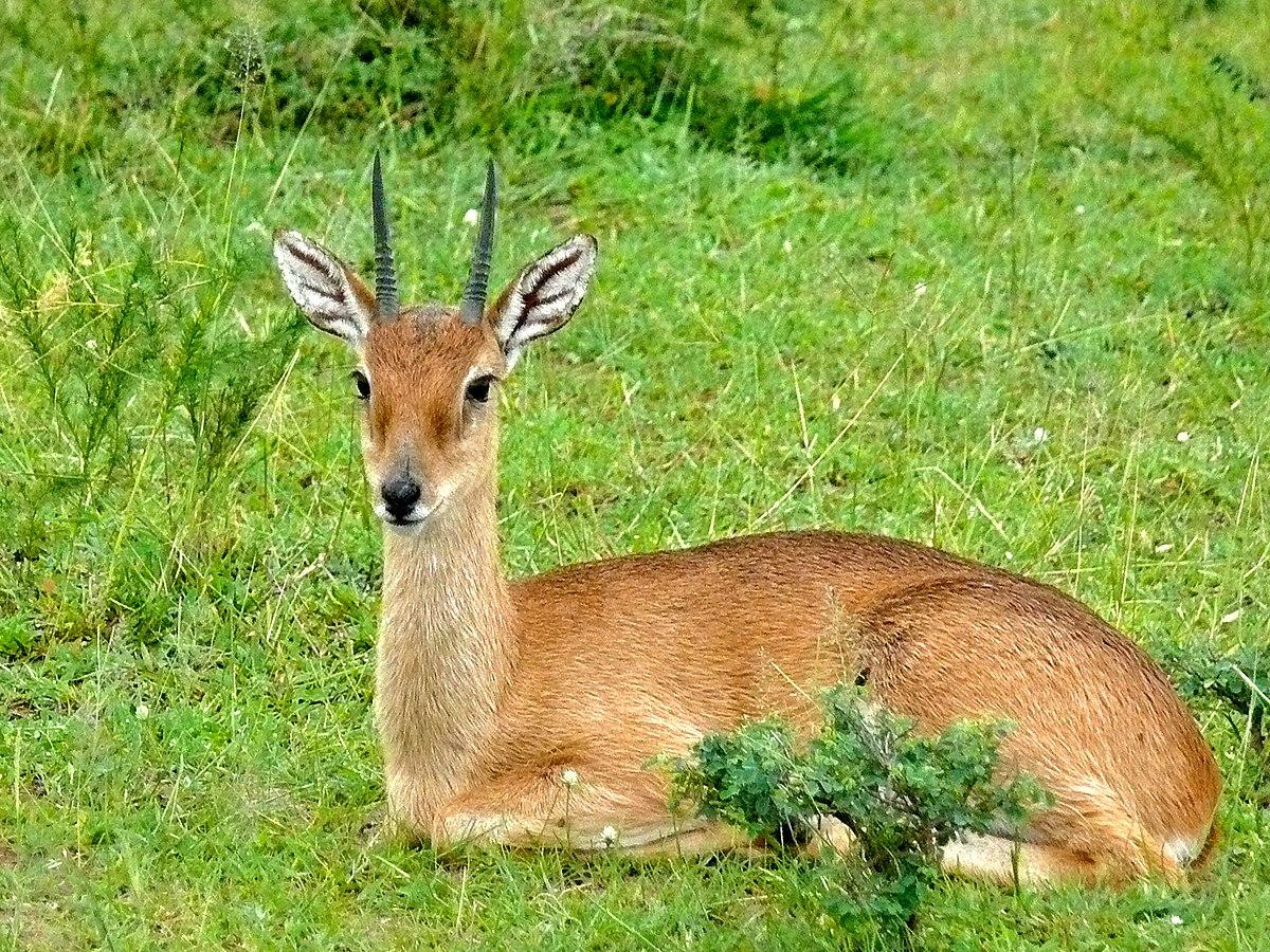 Oribi