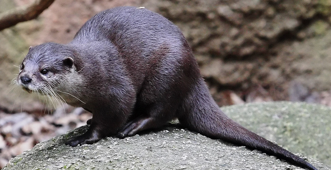 Oriental_Small-clawed_Otter