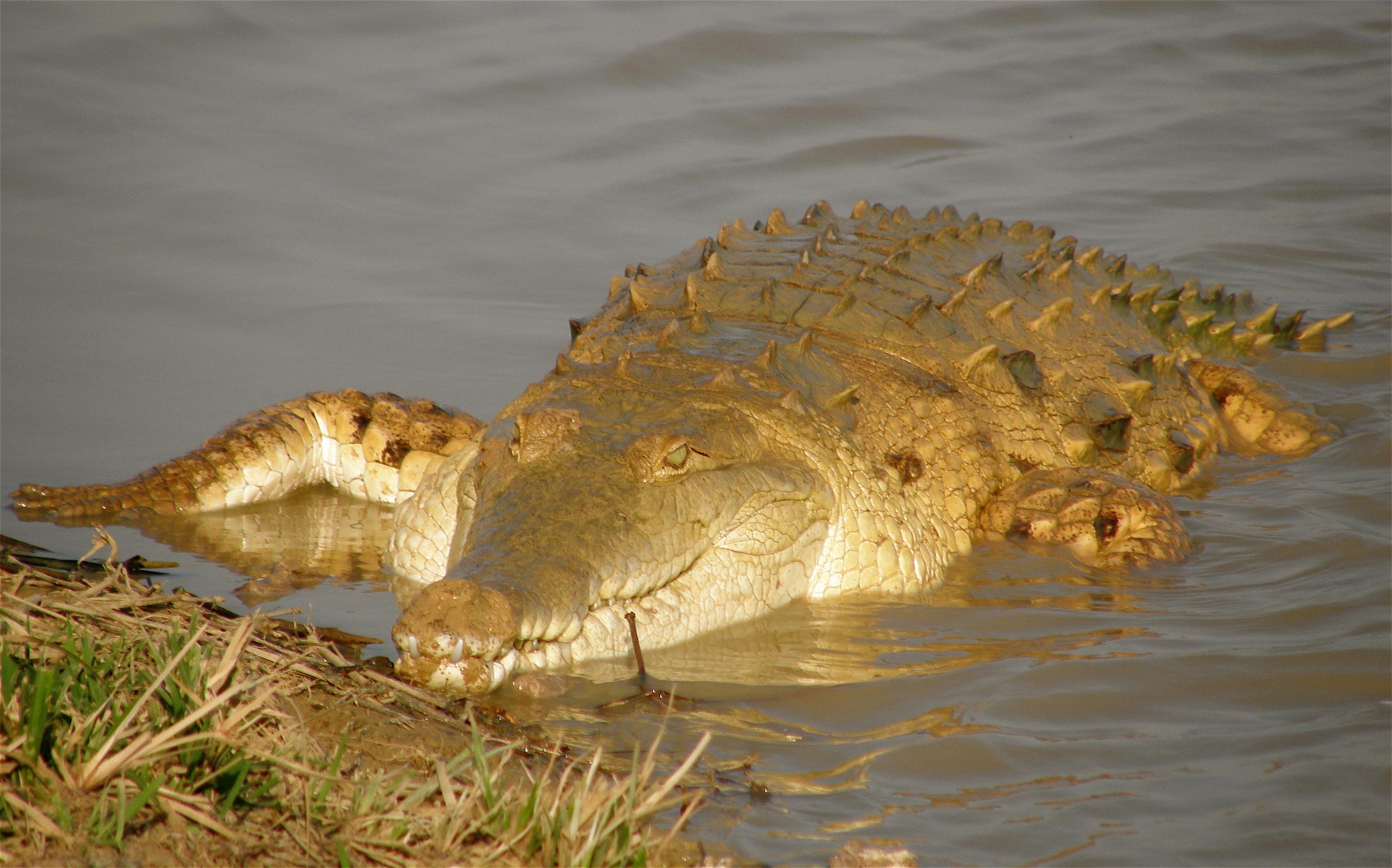 Orinoco_Crocodile