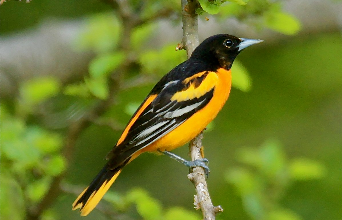 Oriole