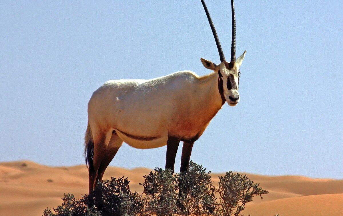 Oryx