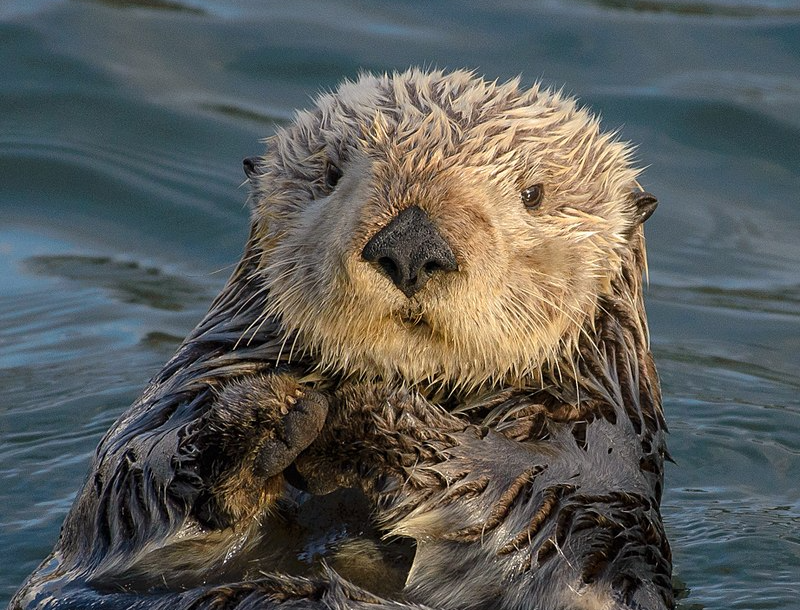 Otter